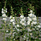 hollyhock majorette double white