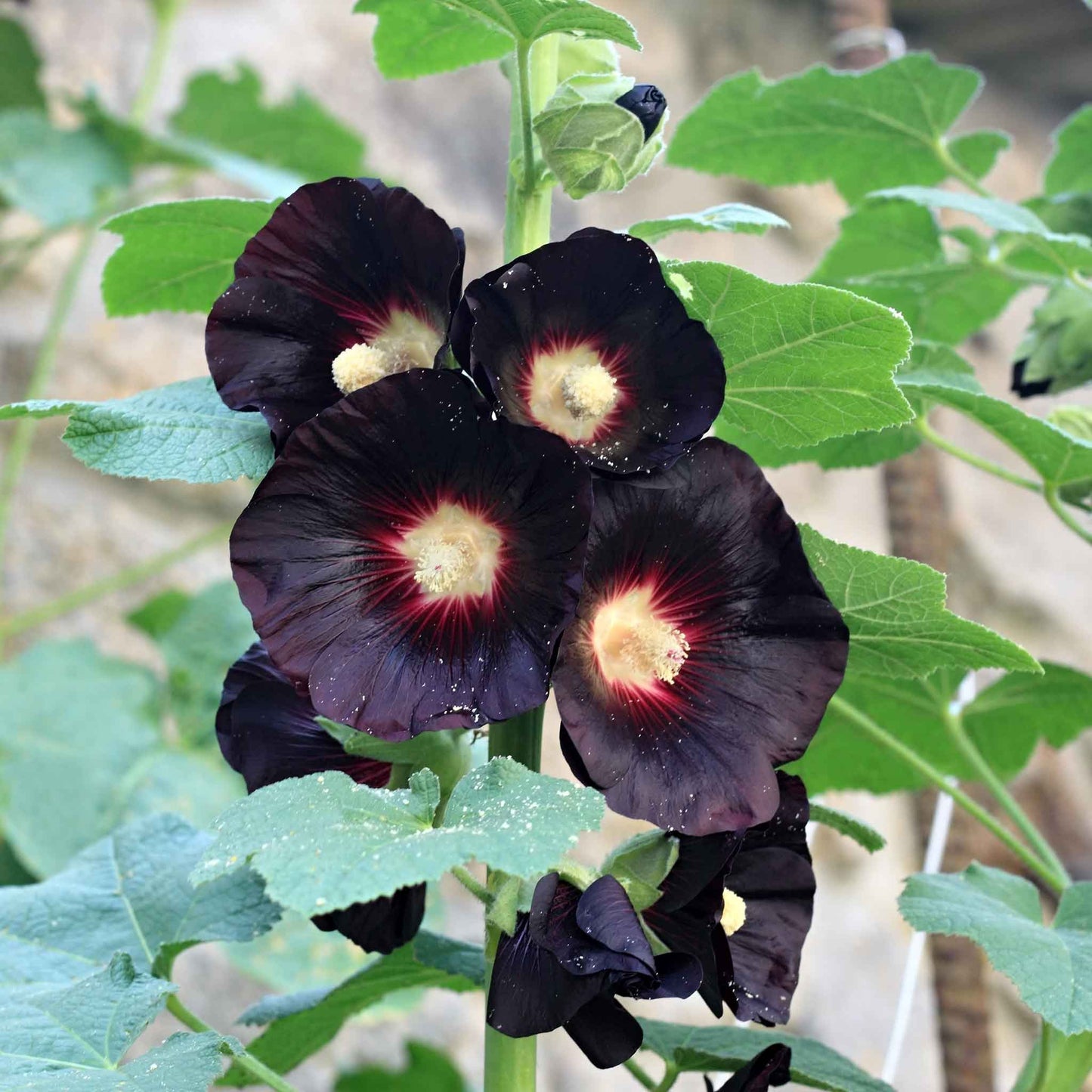 hollyhock nigra