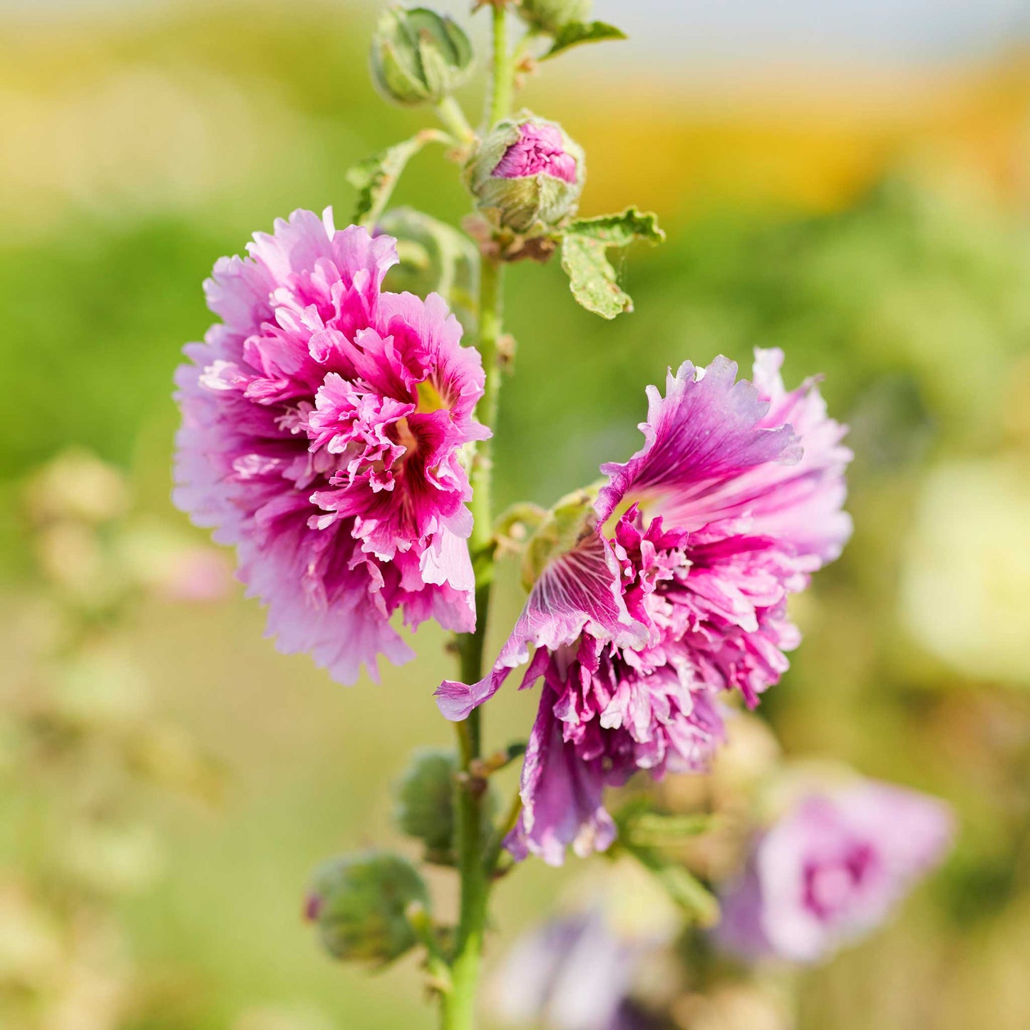 hollyhock queeny purple