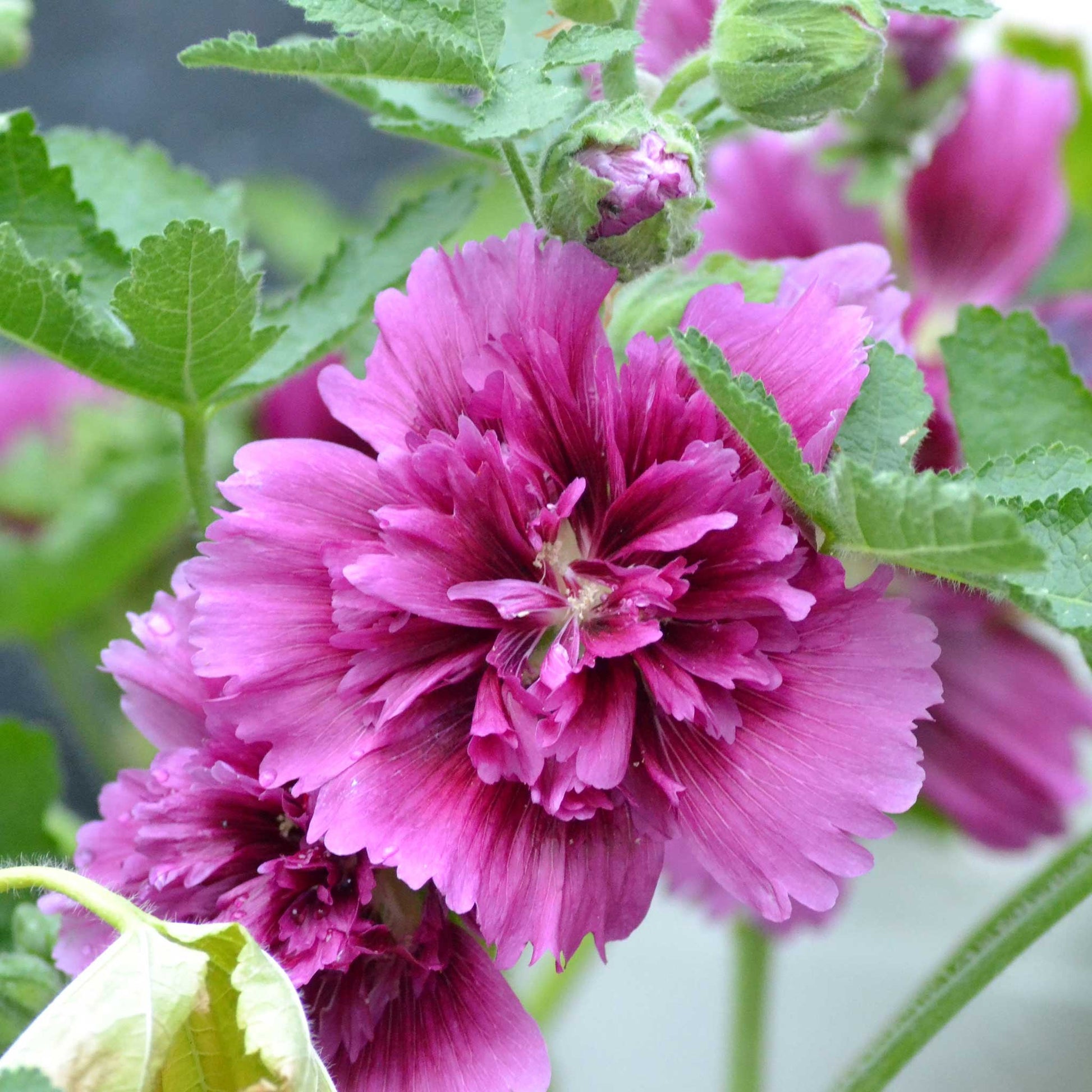 hollyhock queeny purple