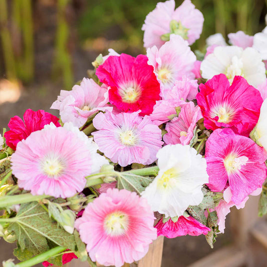 hollyhock summer carnival mix