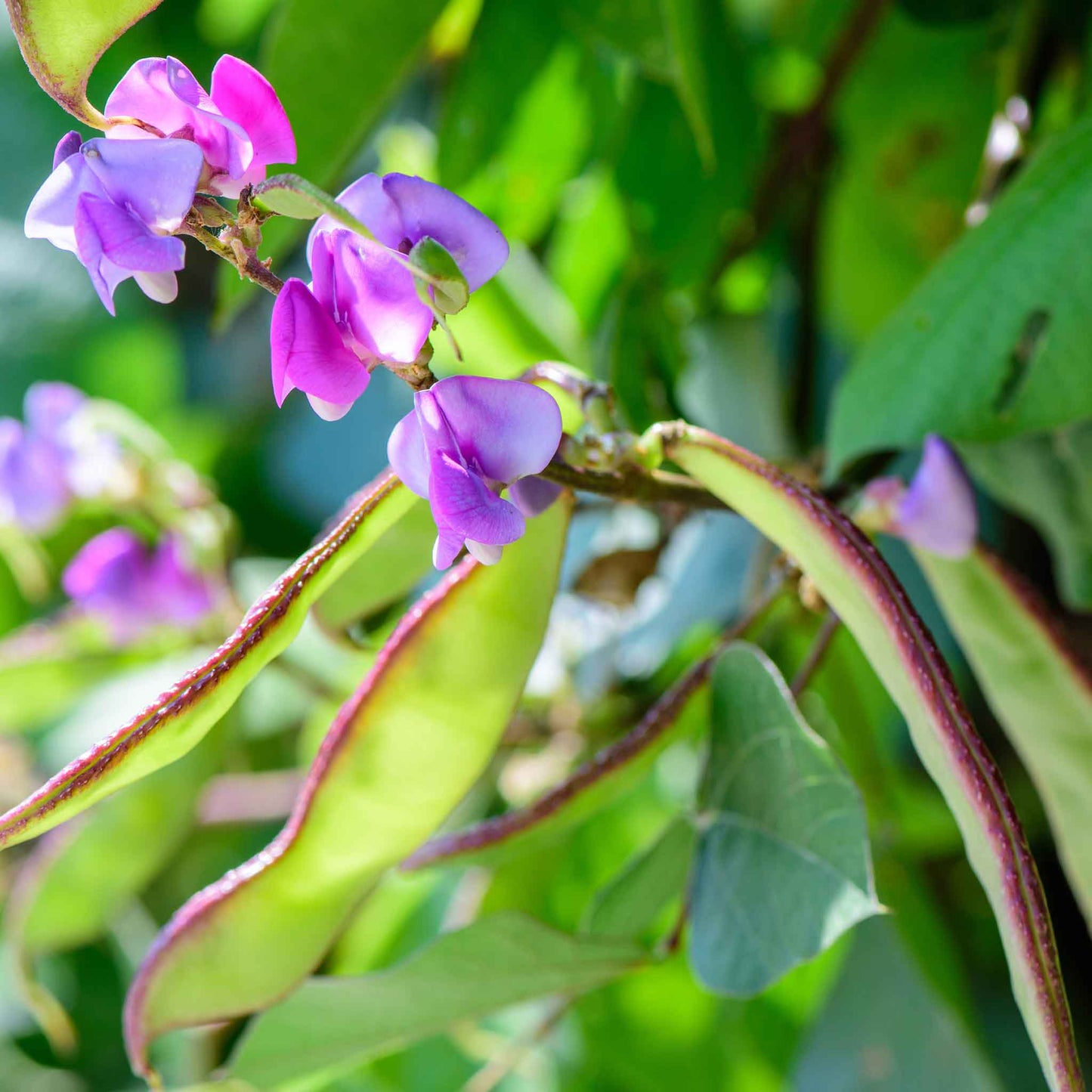 hyacinth bean