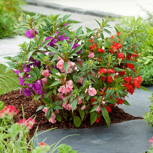 impatiens bush mixed | copyright: Floramedia UK Ltd