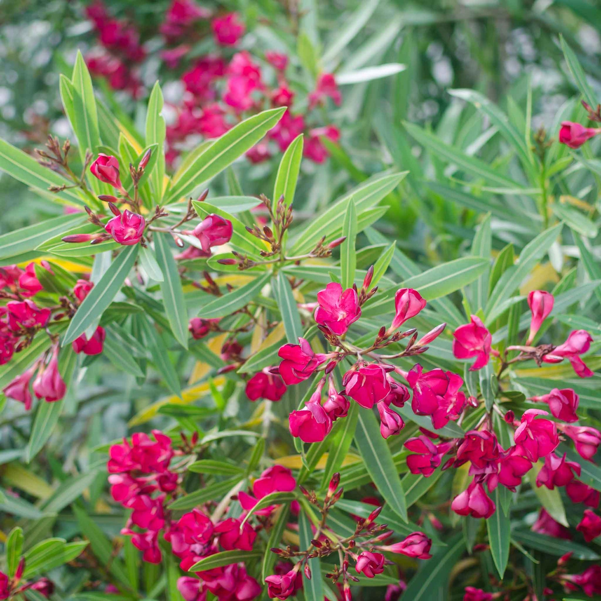 carmine impatiens