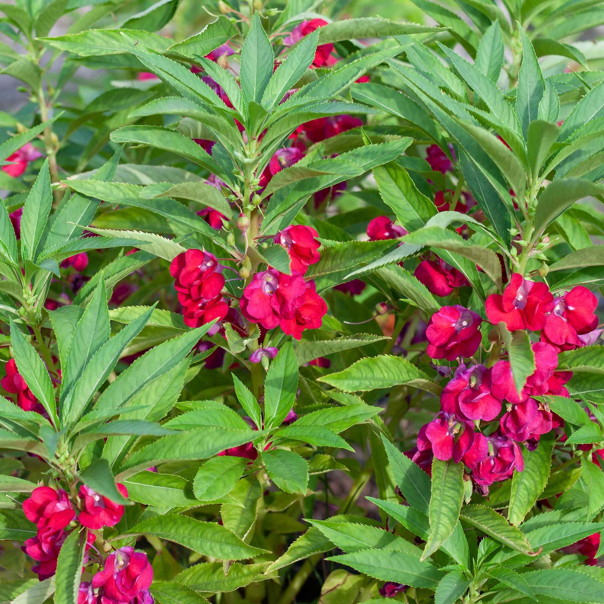 carmine impatiens