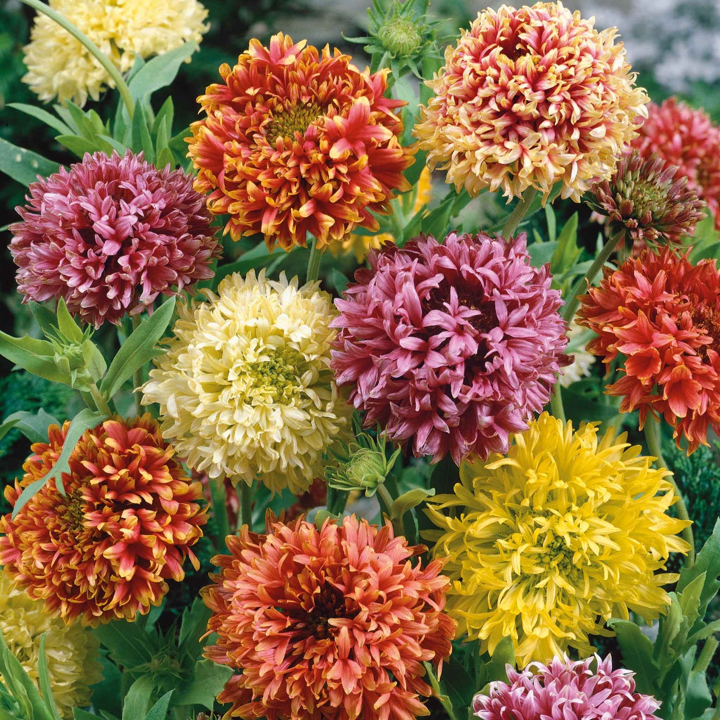 indian blanket double mix