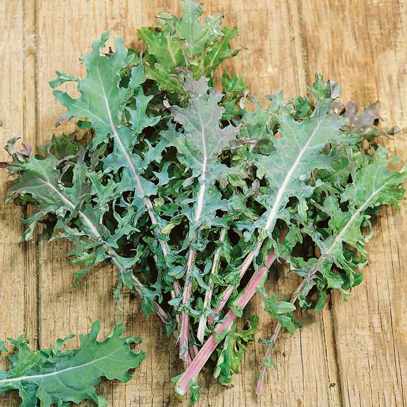 kale organic red russian