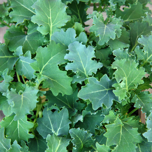 kale premier