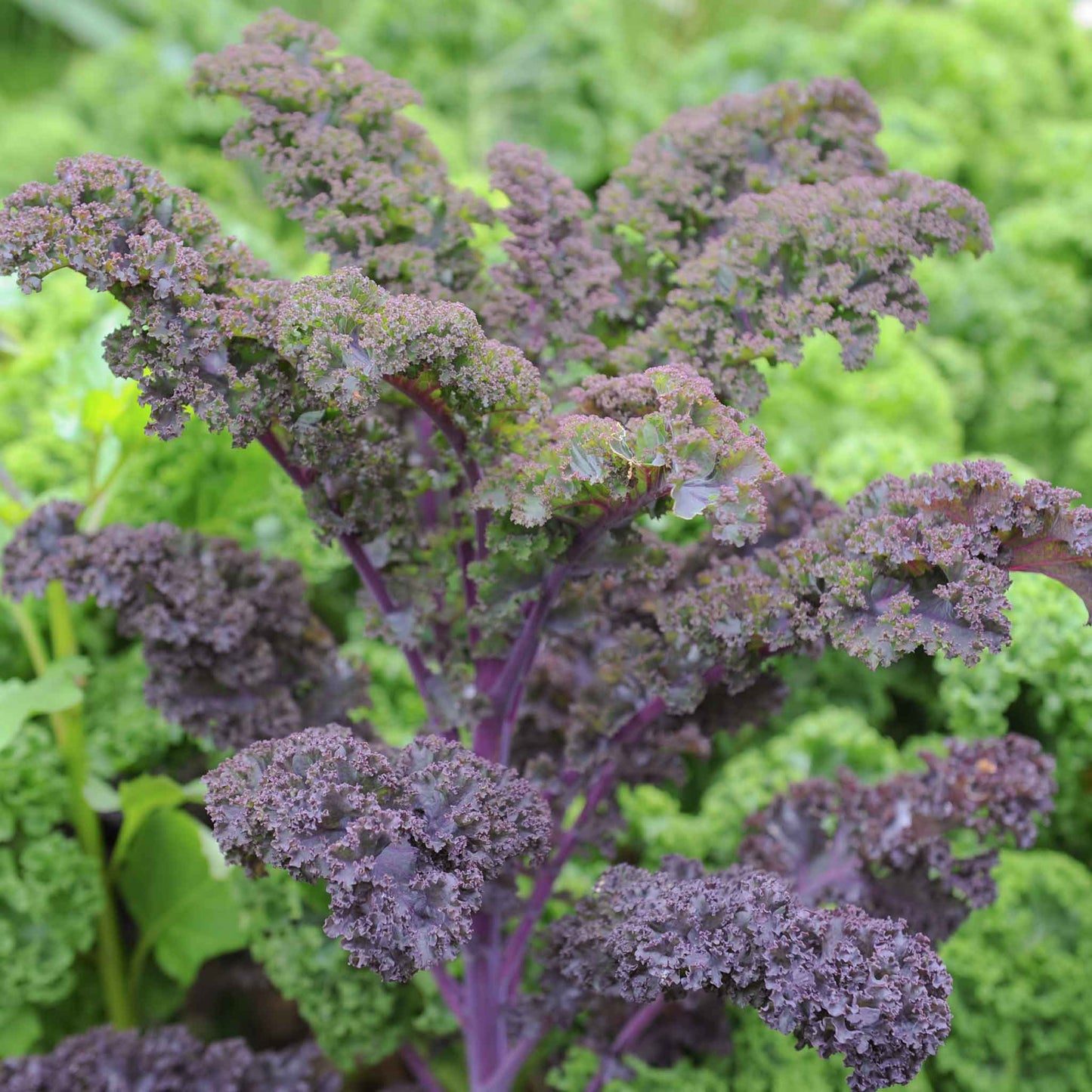 kale scarlet