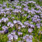 lacy phacelia