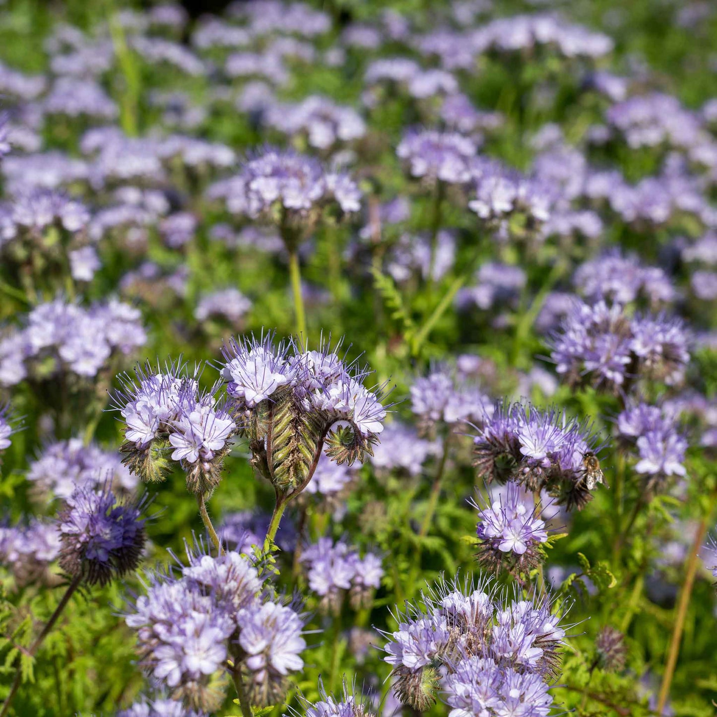 lacy phacelia