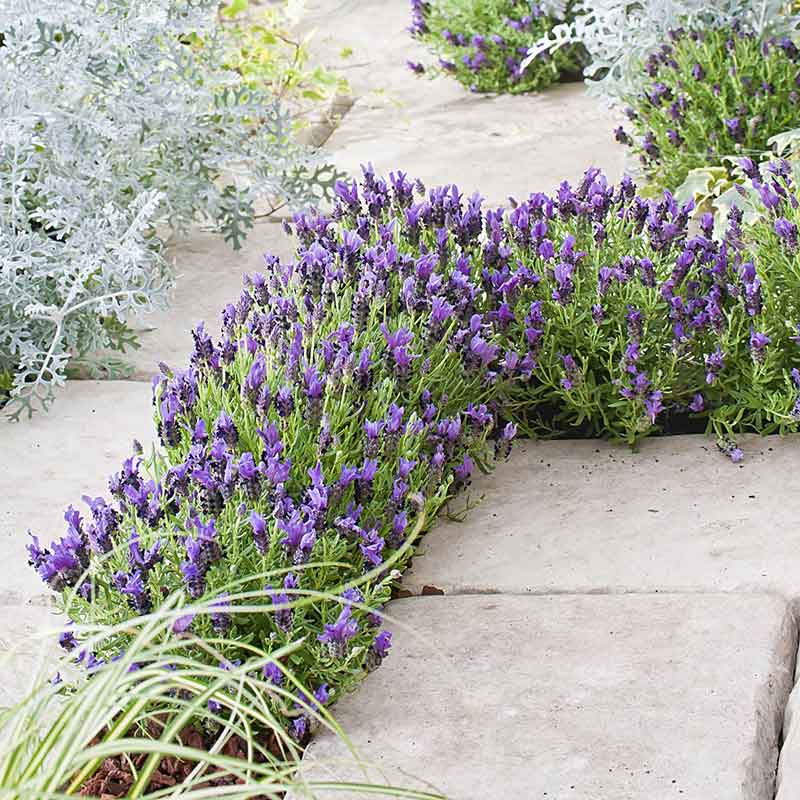 Bulk Lavender Seeds (Spanish) - Bandera Purple | Bulk Seed Store