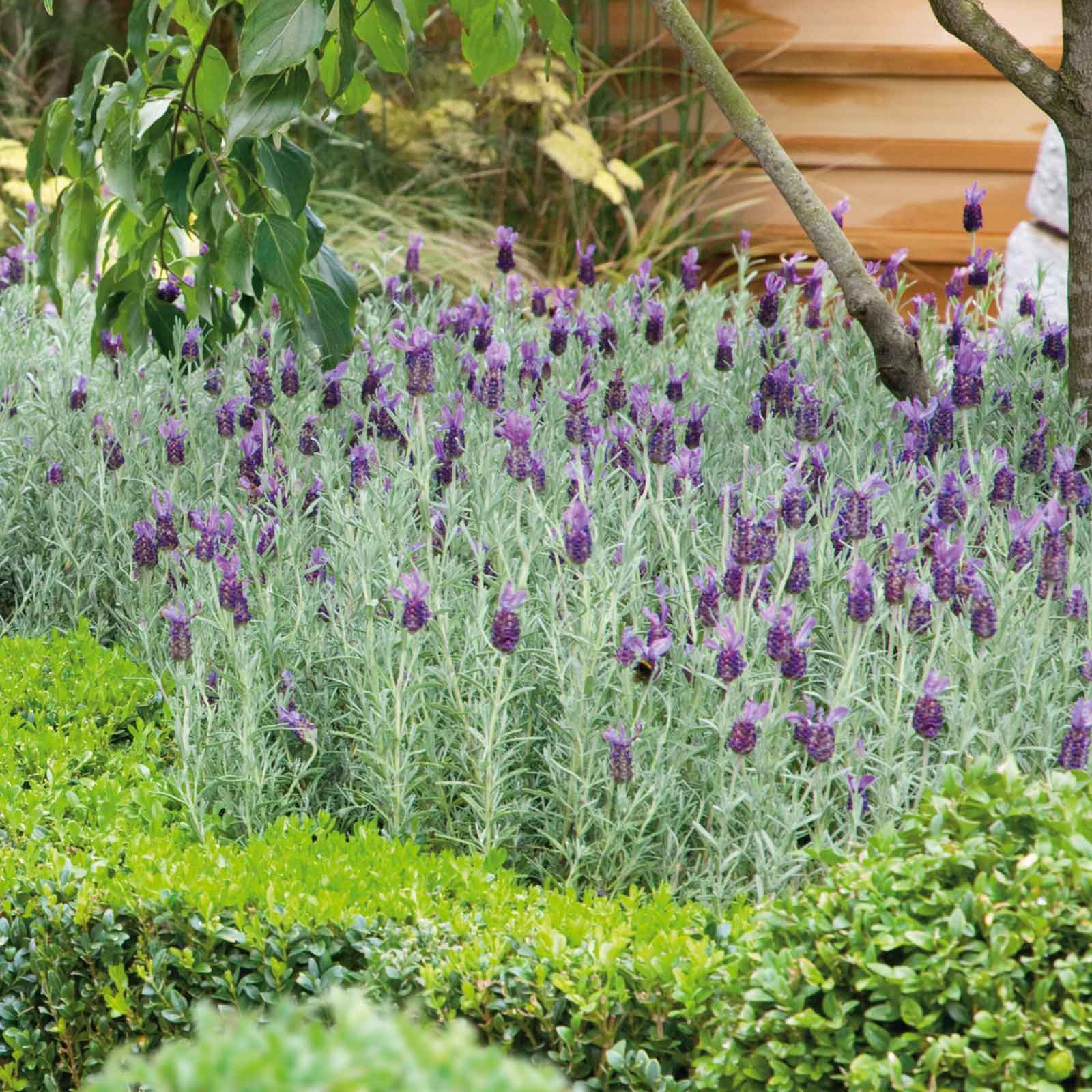 Bulk Lavender Seeds (Spanish) - Bandera Purple | Bulk Seed Store