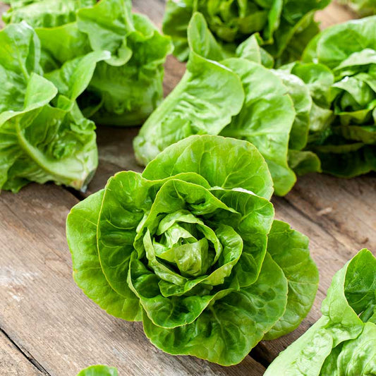 lettuce little gem | copyright: Floramedia UK Ltd