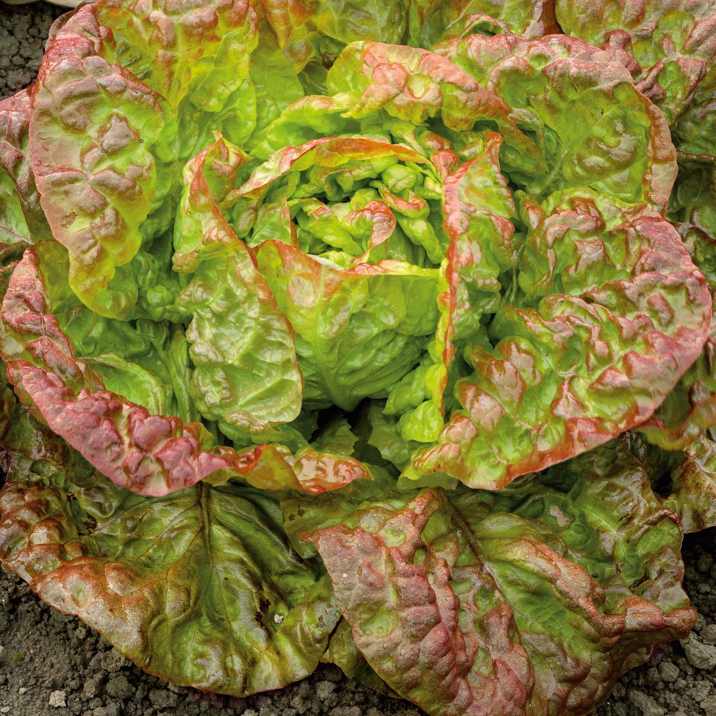 lettuce marvel of four seasons