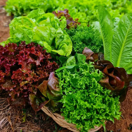 lettuce organic garden blend