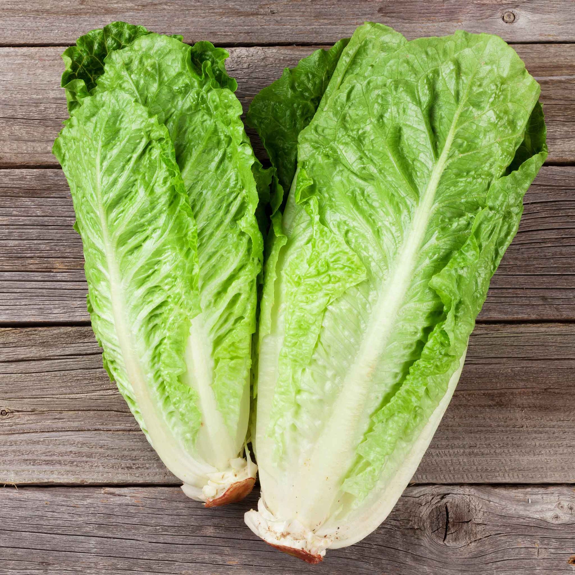 lettuce organic parris island cos