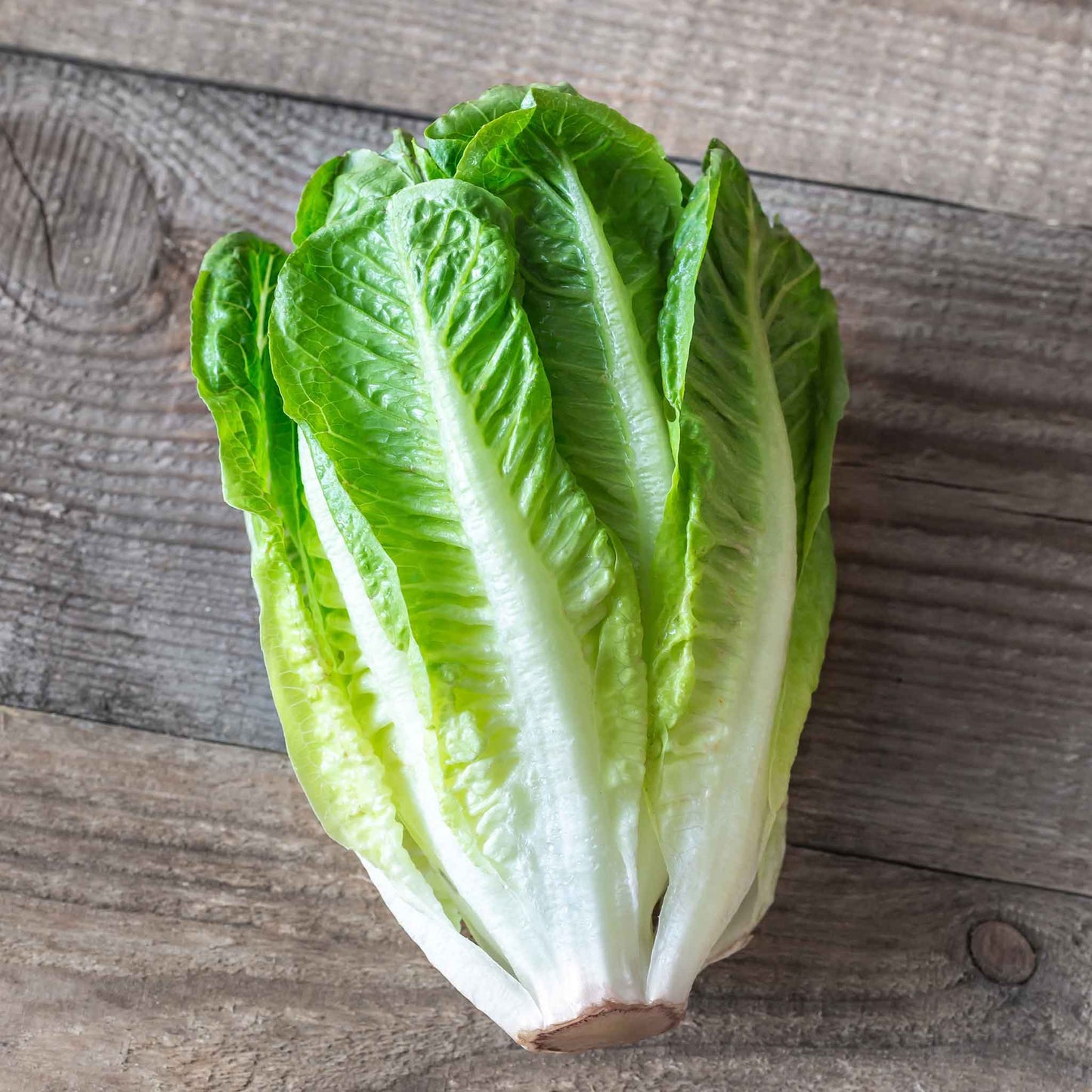 lettuce paris white cos