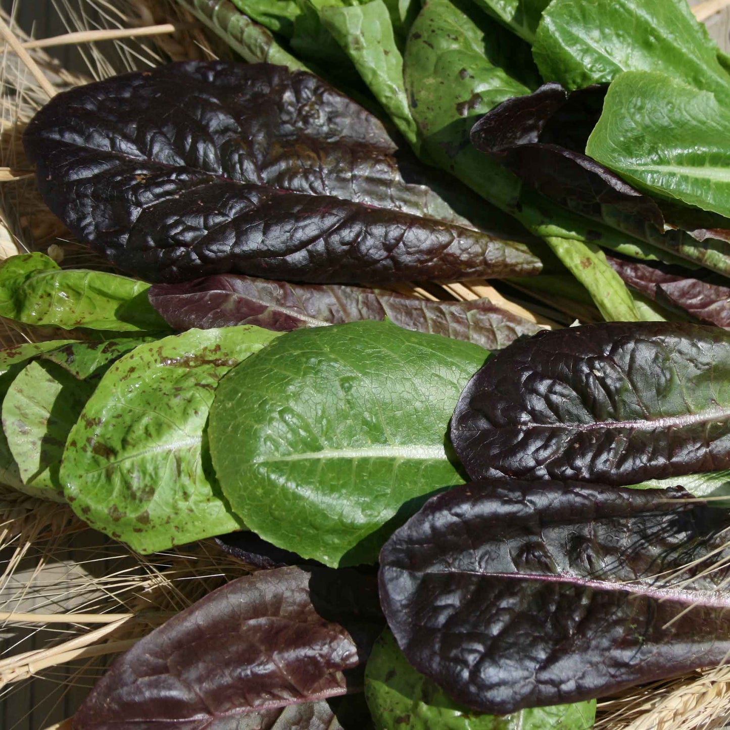 lettuce tricolor romaine mix