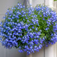 lobelia compact blue