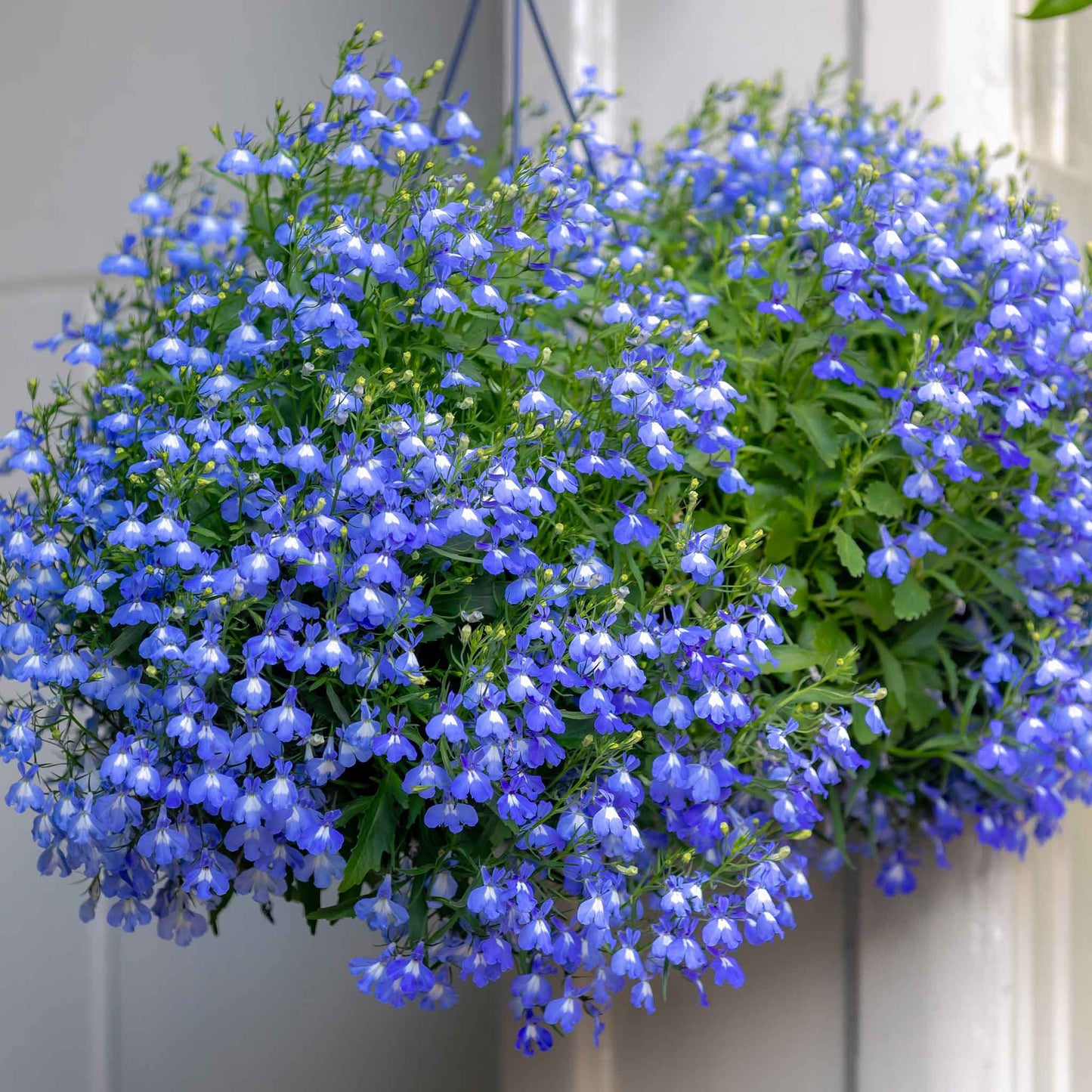 lobelia compact blue