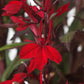 lobelia scarlet bronze leaf