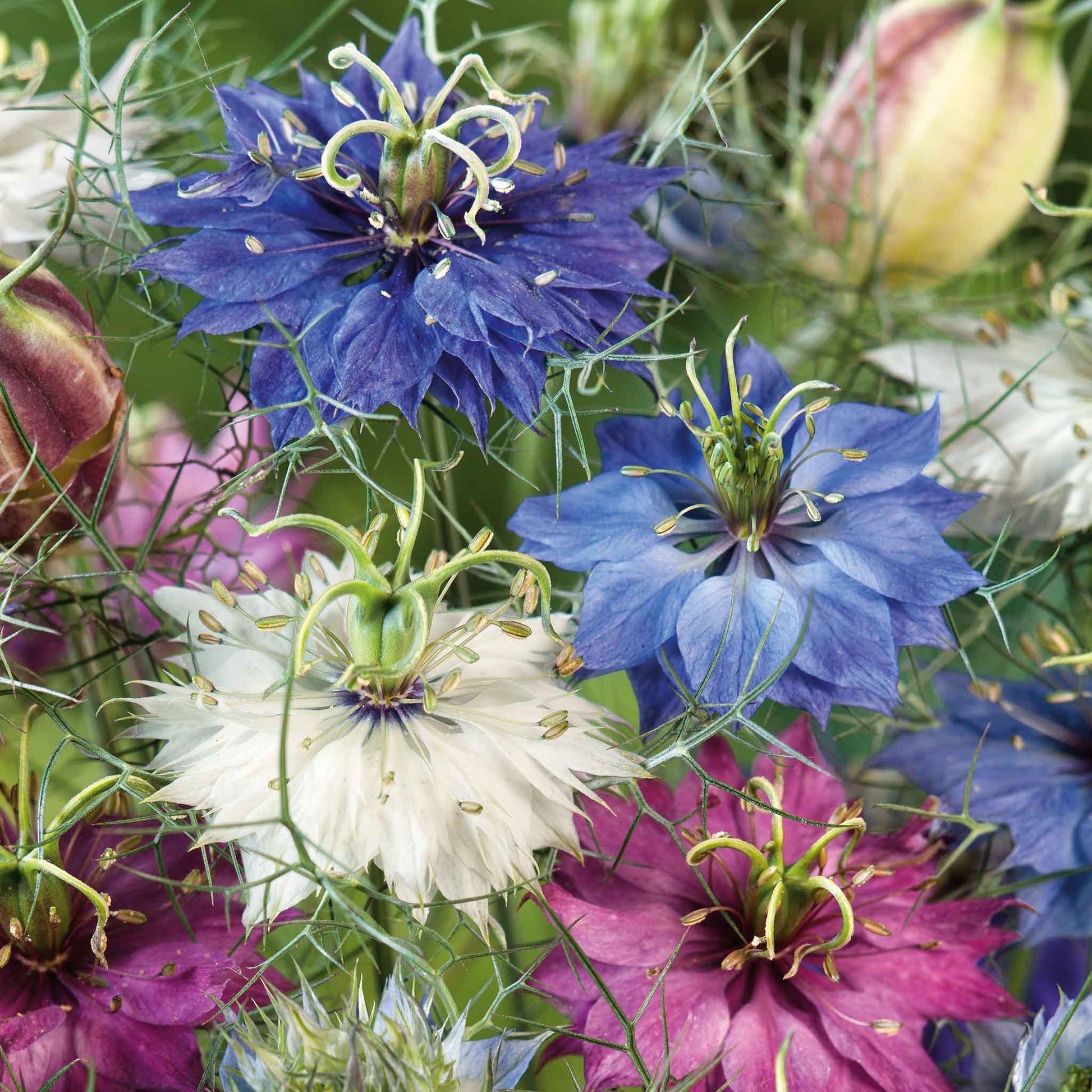 love in a mist miss jekyll double mix