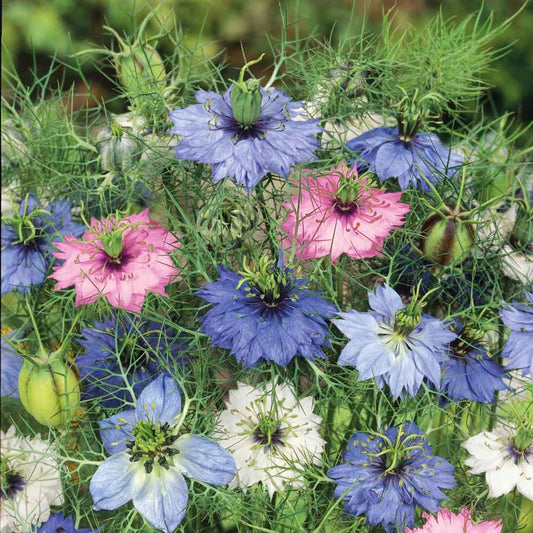 love in a mist mixed colors