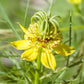 love in a mist orientalis transformer