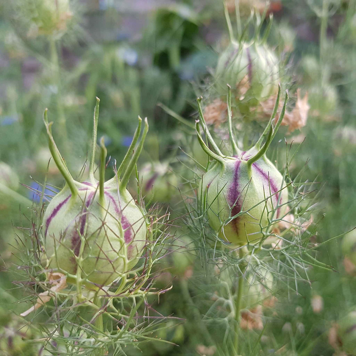 love in a mist pods