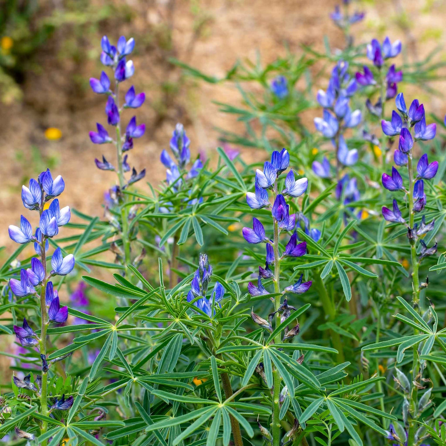 lupine annual blue