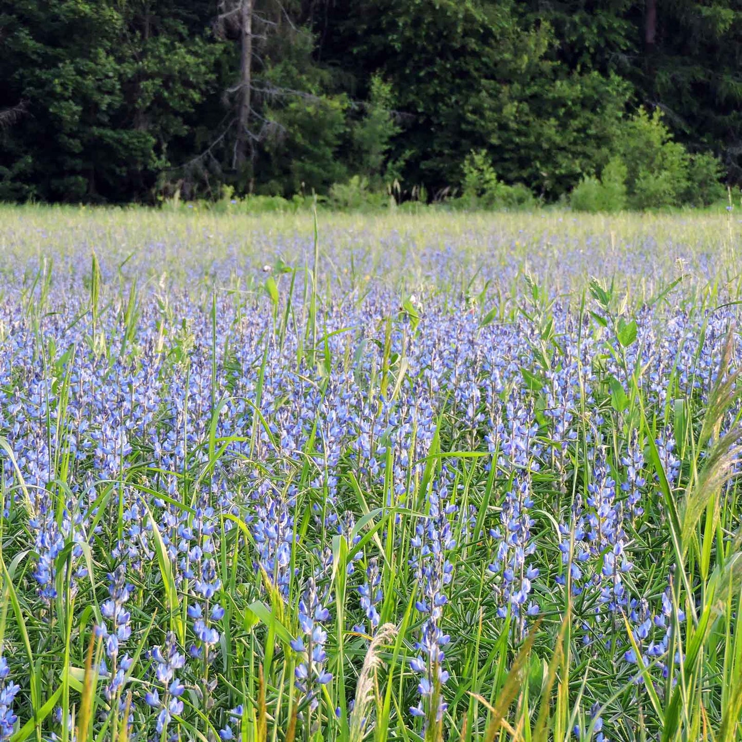 lupine annual blue