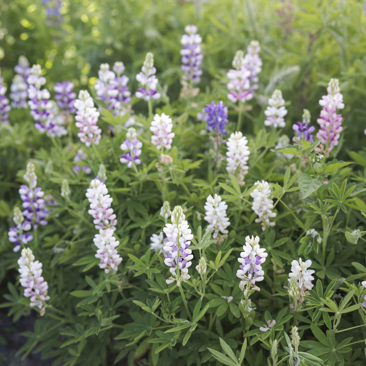 lupine pixie mix