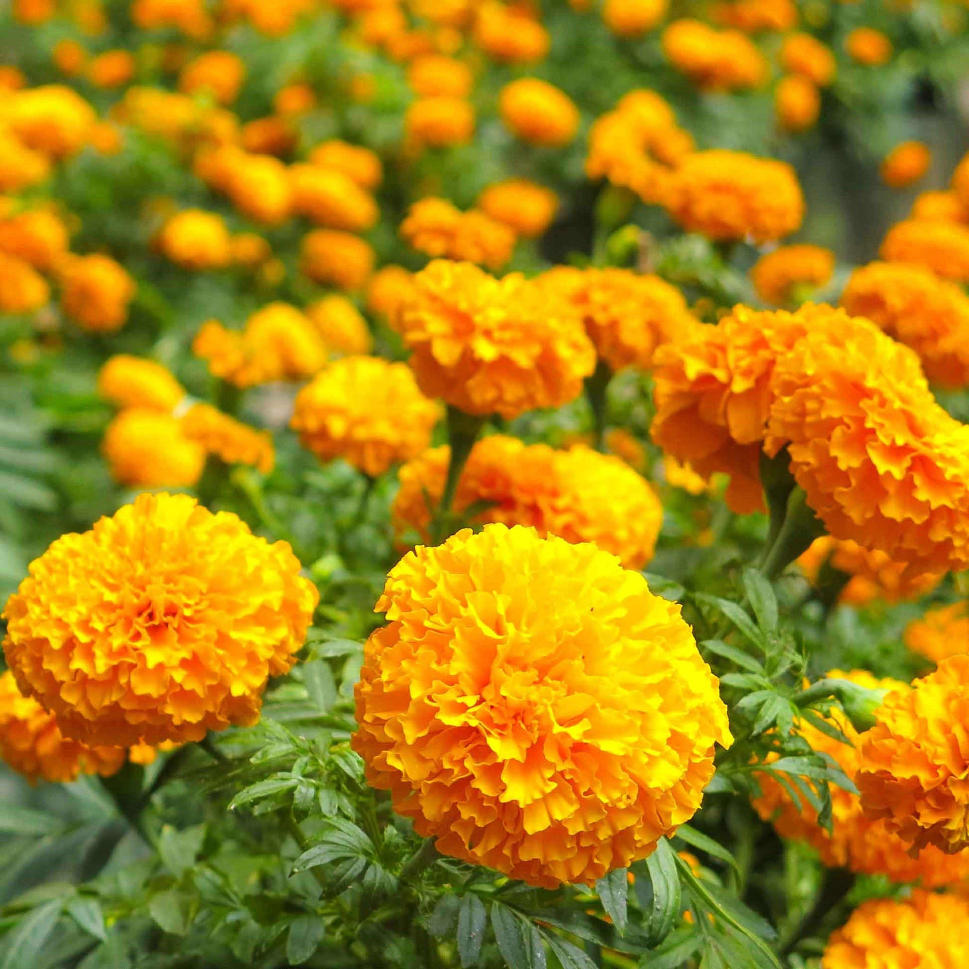 marigold african smiles