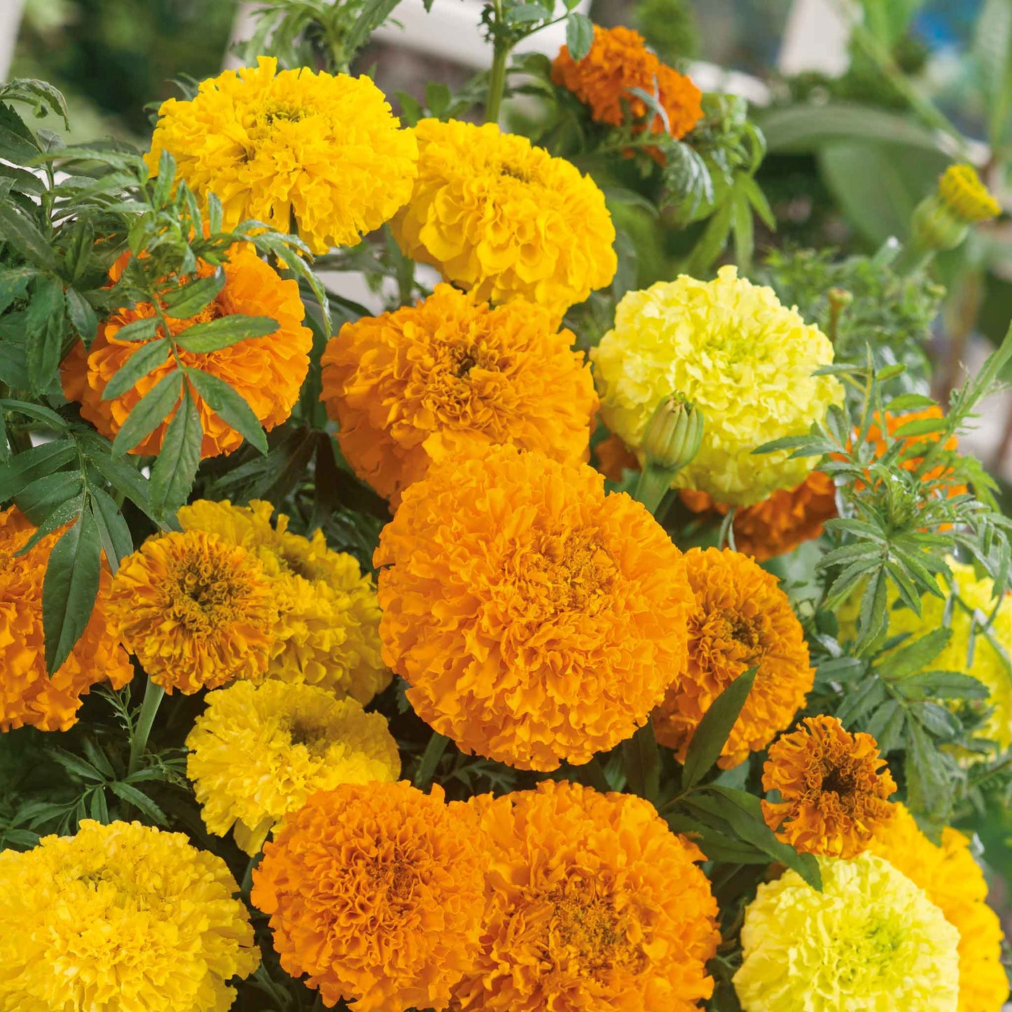 marigold sugar and spice