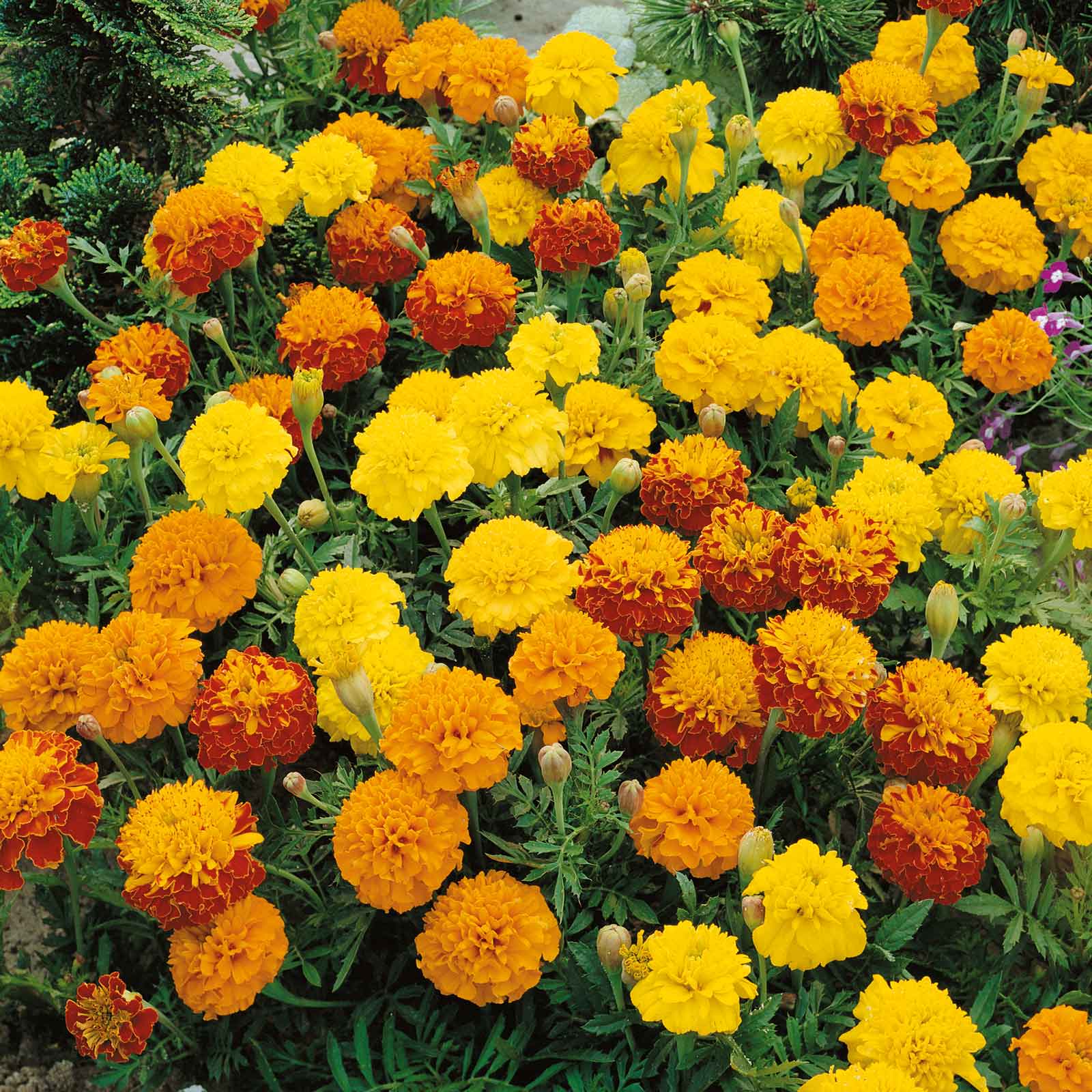 marigold petite mix