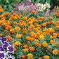 marigold queen sophia