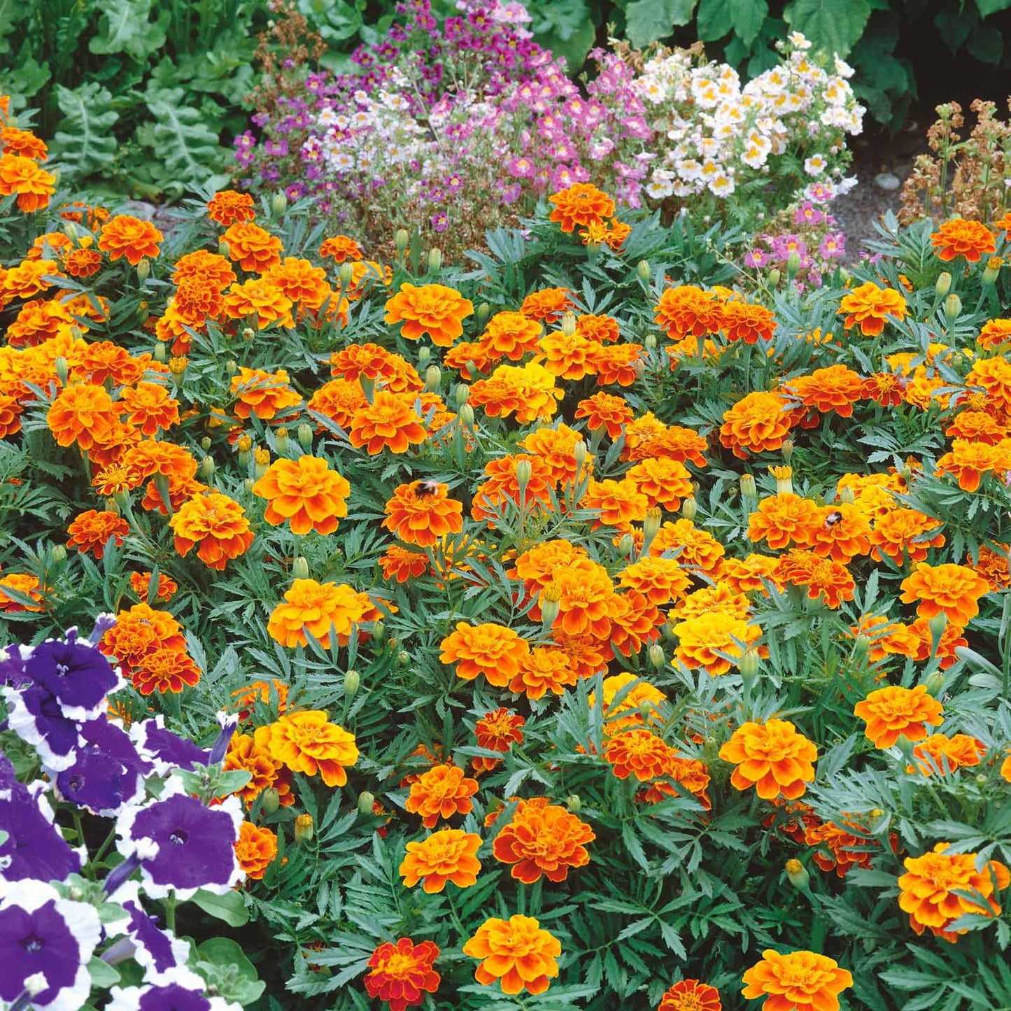 marigold queen sophia