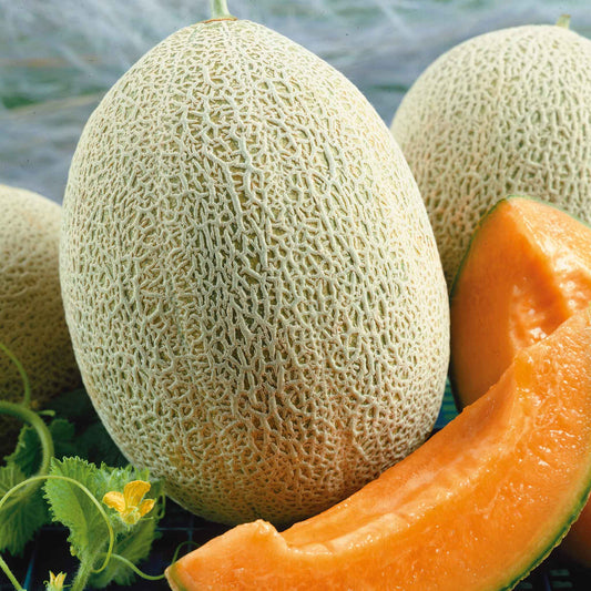 melon hales best jumbo