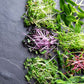 microgreen rainbow blend