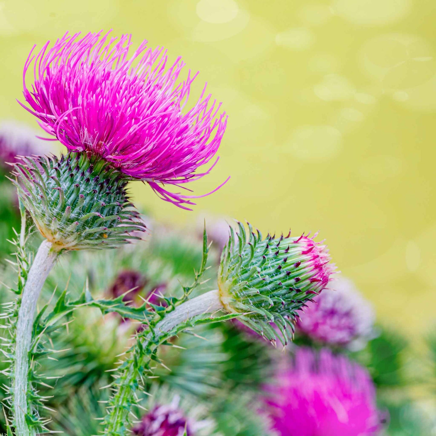 milk thistle