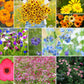 country garden wildflower mix