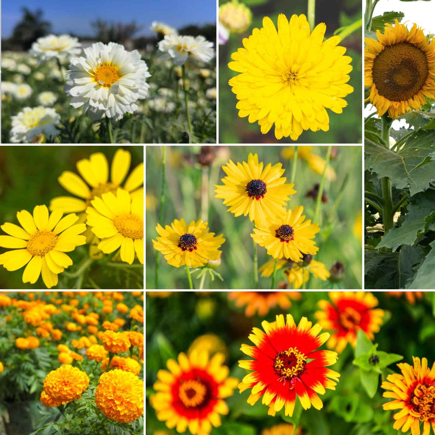 mellow yellow wildflower mix