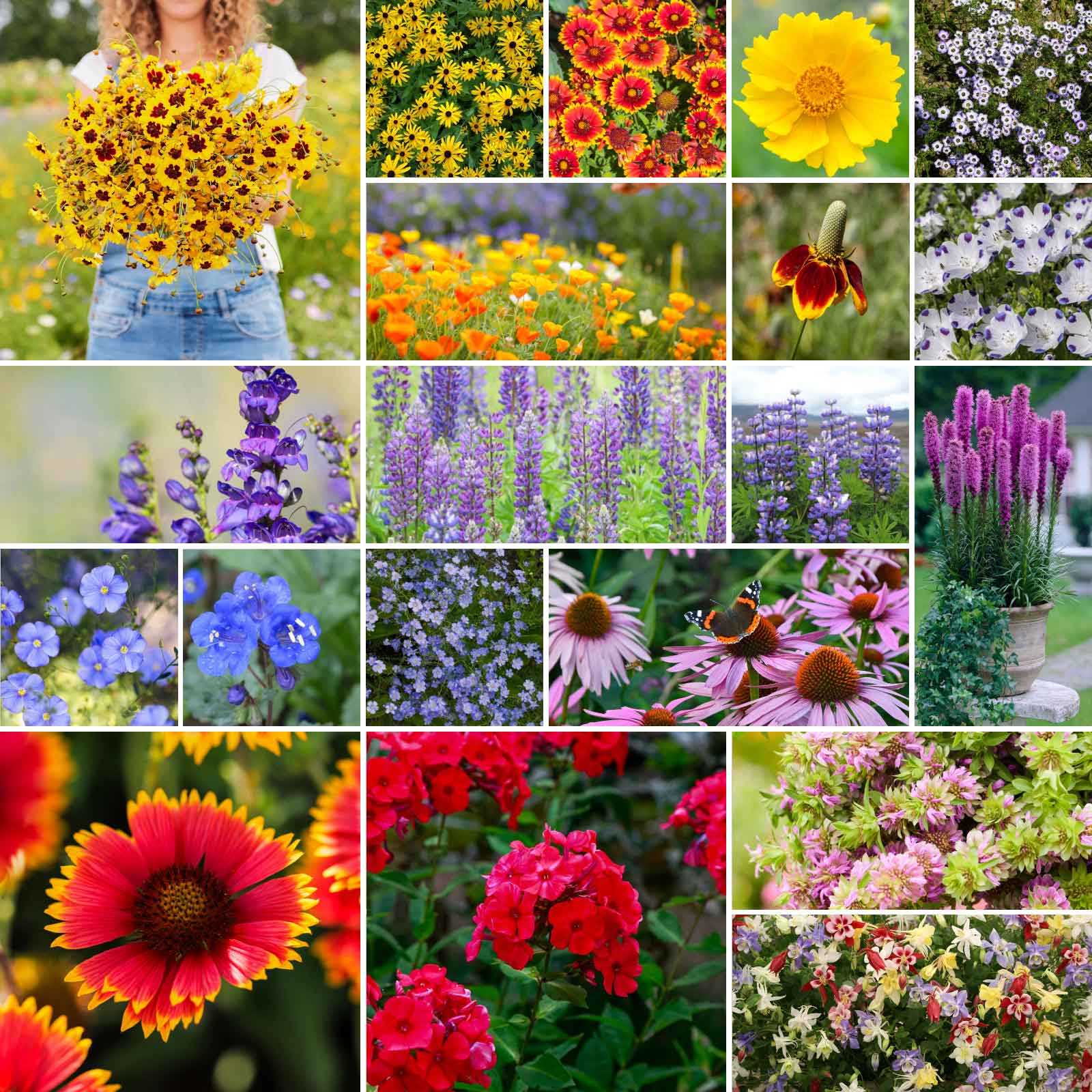 north american native wildflower mix