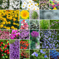 rock garden perennial wildflower mix