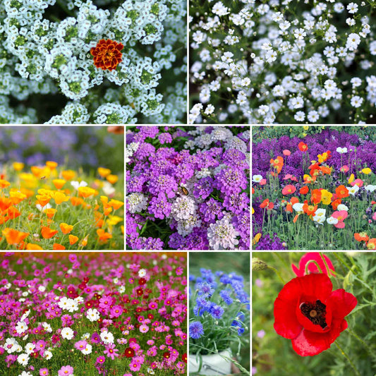 rugged beauty wildflower mix