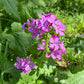 money plant lunaria annua violet