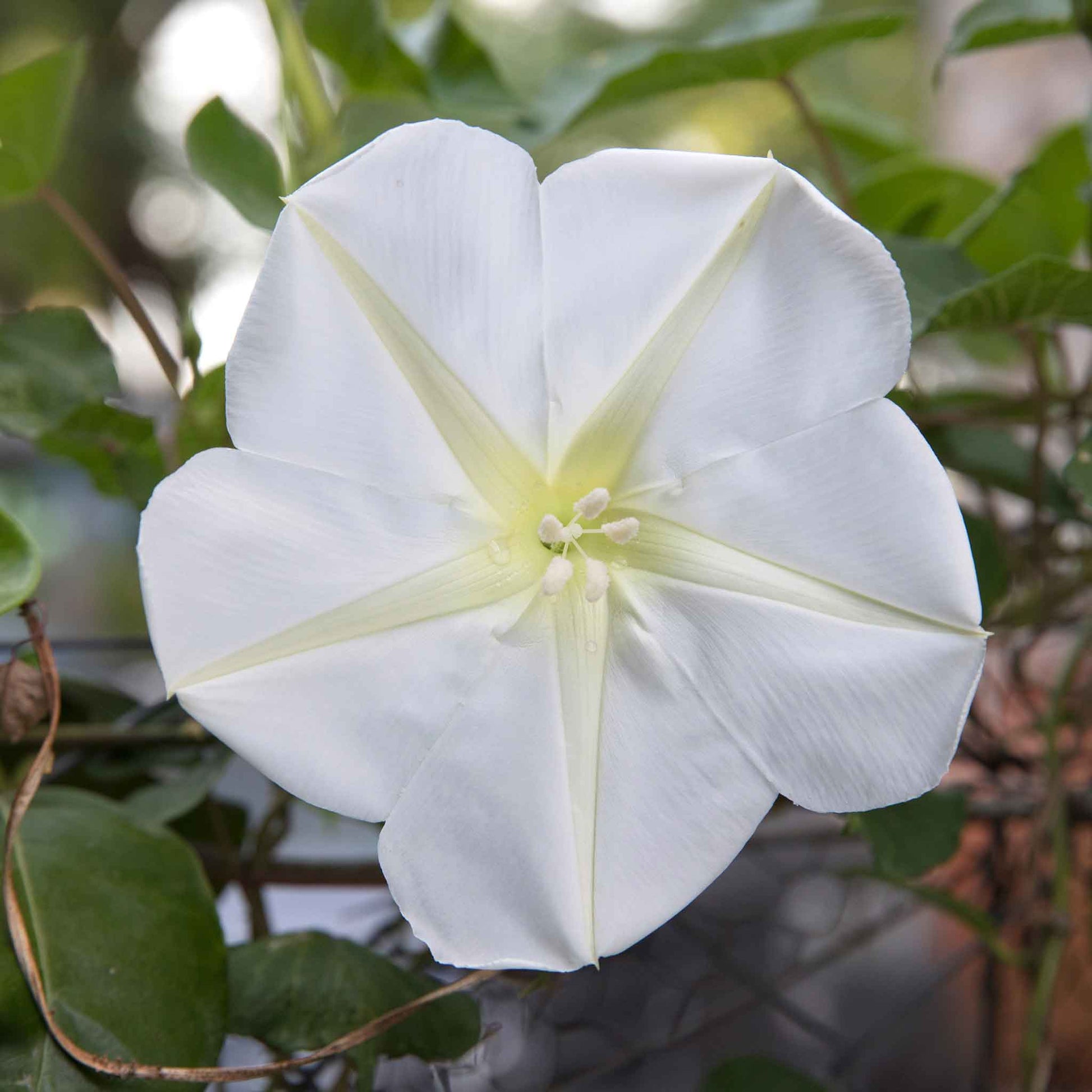 moonflower