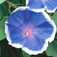 morning glory blue picotee