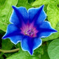 morning glory blue picotee